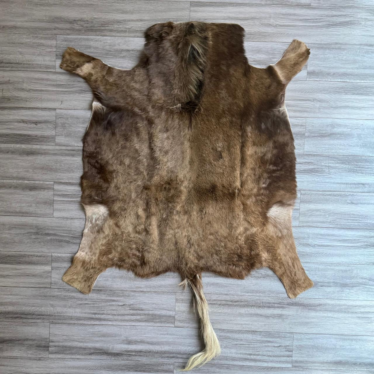 Black Wildebeeste 29922/BKW1