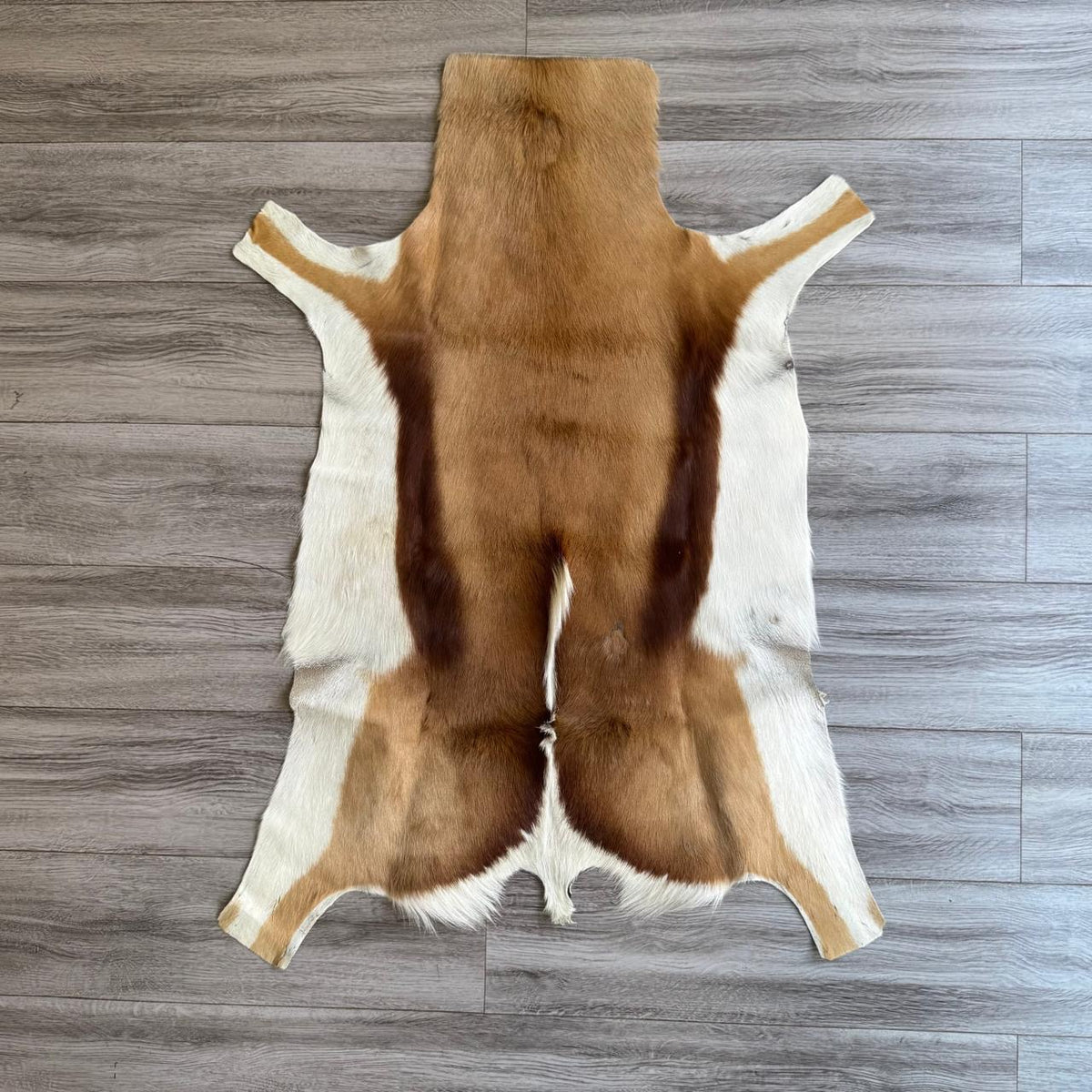 Springbok Rugstring SPRINGBOK 29922 – Maanis